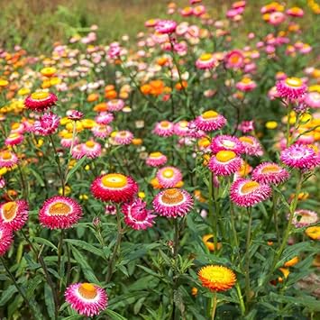 Paper Flower Seeds for Planting – Fresh, Organic, Heirloom, Non-GMO Bougainvillea Seeds