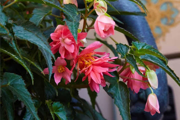 Begonia Boliviensis Flower Seeds for Planting - NON GMO Seeds