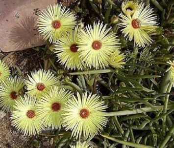 Yellow Cephalophyllum Pillansii Plant Seeds for Planting - NON GMO Seeds