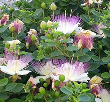 Capparis Spinosa Flower Seeds for Planting - NON GMO Seeds
