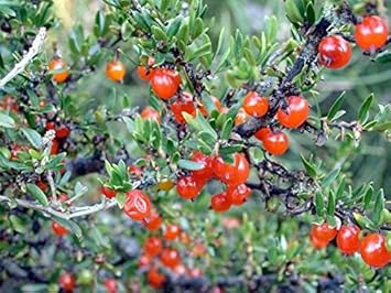 Red Coprosma Nitida Fruit Seeds - Bright Red Fruits for Your Landscape 100 Pcs pcs