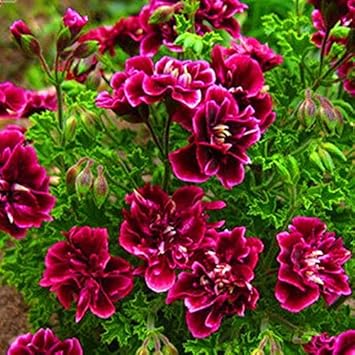 Burgundy Geranium Flower Seeds - 100 pcs