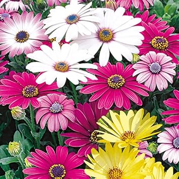 Osteospermum (Osteospermum scientific name) for planting in garden
