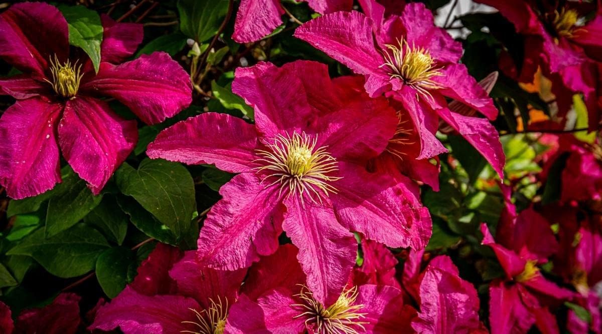Deep Pink Clematis Flower Seeds for Planting - NON GMO Seeds for planting in home garden