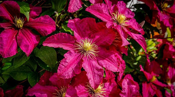 Deep Pink Clematis Flower Seeds for Planting - NON GMO Seeds