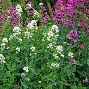 Mixed Jupiter's Flower Seeds for Planting - 100 Pcs pcs