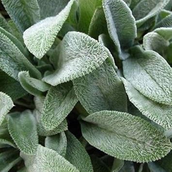 Green Lambs Ear Plant Seeds for Planting - 100 pcs
