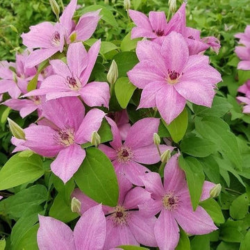 Heirloom Non-GMO Clematis Baby Pink Flower Seeds for Garden Planting – Delicate Climbing Blooms