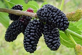 Rare Mulberry Plant Seeds - Grow Nutritious and Sweet Mulberries with Ease 100 Pcs pcs