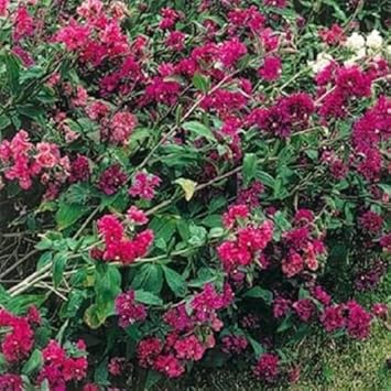 Pink Clarkia Flower Seeds for Planting - 100 pcs