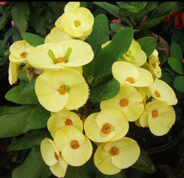 Heirloom Conophytum Burgeri Succulent Seeds for Planting, Non-GMO, Unique Miniature Plants