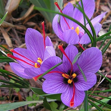 Heirloom Non-GMO Hatsuga Saffron Crocus Mixed Flower Seeds for Garden Planting ƒ?? Aromatic Rare Blooms