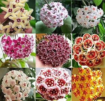 Canossa Flower Seeds for Planting NON GMO Seeds