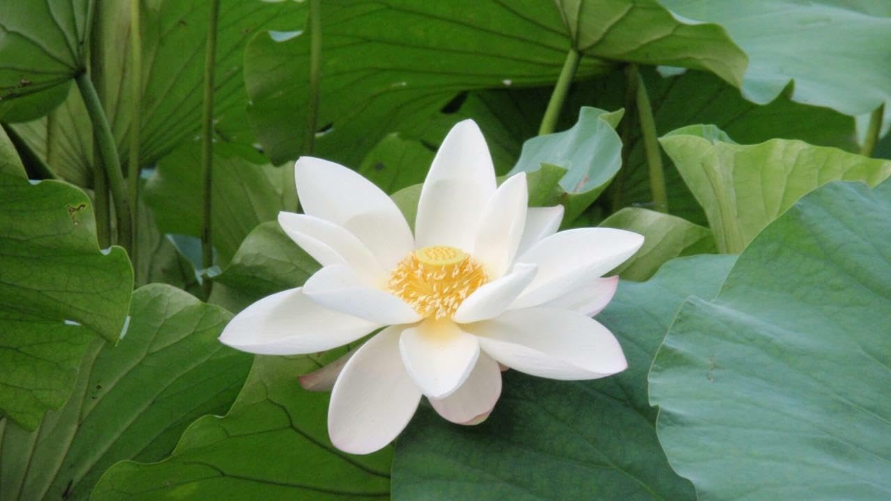 White Sacred Lotus Seeds (Nelumbo Nucifera) for Planting â€“ Heirloom, Non-GMO for planting in home garden