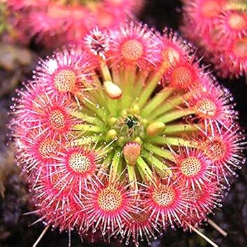 Heirloom Non-GMO Pink Sundew Flower Seeds for Garden Planting – Carnivorous Ornamental Blooms for planting in your garden.