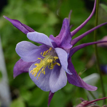 Aquilegia Flower Seeds Purple for Planting NON GMO Seeds