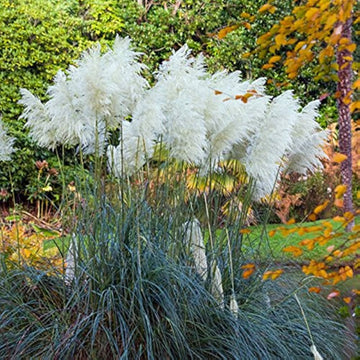 White Pampas Grass Seed