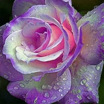 Purple & Pink Rose Heirloom Non-GMO Seeds for Planting