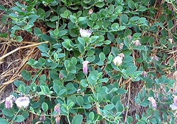 Purple Caper Bush Plant Seeds for Planting - 100 pcs for planting in your garden.