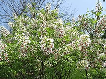 Yellowhorn Xanthoceras Sorbifolium Seeds for Planting for planting in home garden