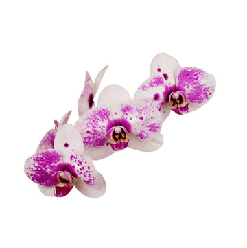 White Violet Orchid Flower Seeds – Non-GMO, Ideal for Indoor and Garden Planting