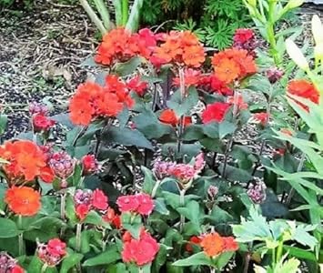 Red Orange Lychnis Arkwrightii Flower Seeds - 100 pcs