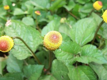 Acmella Oleracea Seeds for Planting - NON GMO Seeds