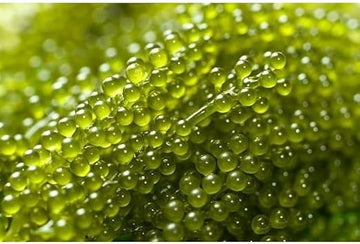 Seagrapes Fruit Seeds for a Unique, Coastal Garden Experience 100 Pcs pcs