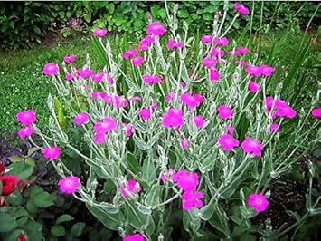 Purple Catchfly Flower Seeds – Heirloom, Non-GMO Flower Seeds for Planting