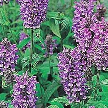Heirloom Non-GMO Violet Catmint Flower Seeds for Planting – Fragrant Pollinator-Friendly Seeds