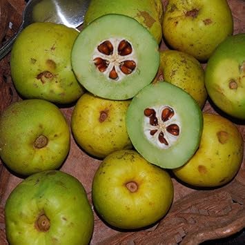 Chaenomeles Fruit Seeds - Grow Ornamental Fruits with a Tangy Flavor 100 Pcs pcs