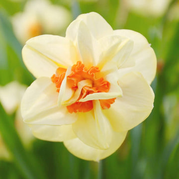 Cream Orange Daffodil Flower Seeds for Planting ƒ?? Heirloom, Non-GMO Garden Seeds