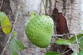 Graviola Guanabana Fruit Seeds, Known for Its Health Benefits and Flavor 100 Pcs pcs