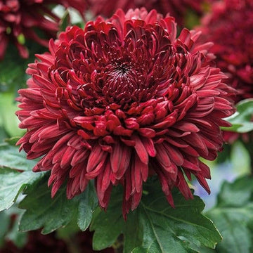Chrysanthemum Flower Seeds Deep Red for Planting - NON GMO Seeds