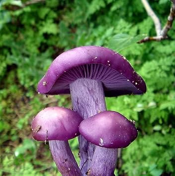 Purple Mushroom Seeds for Planting, 100 Pcs pcs