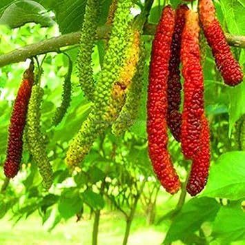 Rare Aegle Marmelos Seeds - Grow This Sacred and Medicinal Fruit Tree 100 Pcs pcs