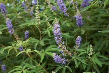 Heirloom Non-GMO Cactus Flower Seeds for Planting – Drought-Tolerant Blooms for Succulent Gardens