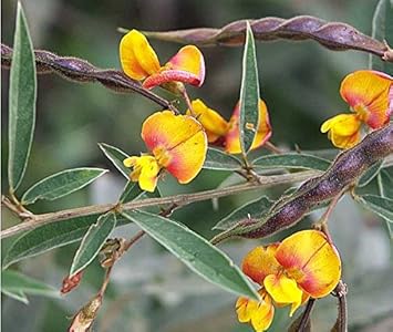 Yellow Cajanus cajan seeds for garden planting