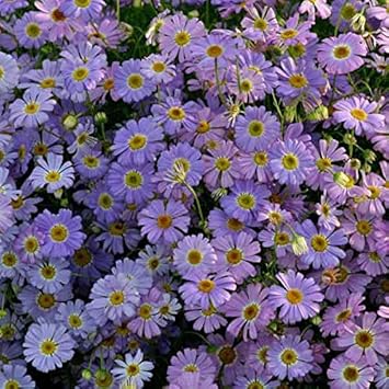 Blue Brachycome Flower Seeds for Planting - 100 pcs