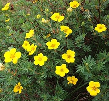 Yellow Cinquefoil Flower Seeds for Planting ƒ?? Organic, Heirloom, Non-GMO for planting in your garden.