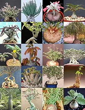 Mixed Caudex Succulent Seeds – Heirloom Non‑GMO Ornamental Seeds