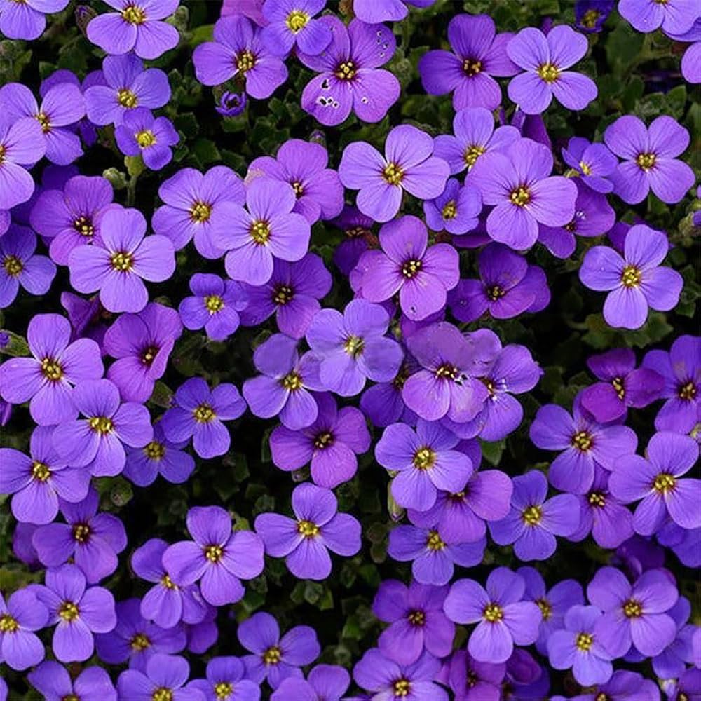 Purple Aubrieta Rock Cascade Flower Seeds-Heirloom & Non-GMO Seeds for planting for planting in home garden