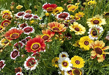 White Chrysanthemum Carinatum Flower Seeds for Planting - NON GMO Seeds