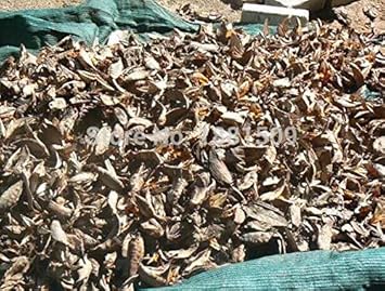 Bird of Paradise Flower Seeds for Planting, 100 Pcs pcs