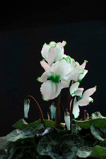 Green White Cyclamen Flower Seeds for Planting - NON GMO Seeds