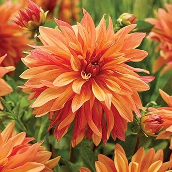 Dahlia Cancan Flower Seeds for Planting - Heirloom and Non-GMO garden seeds
