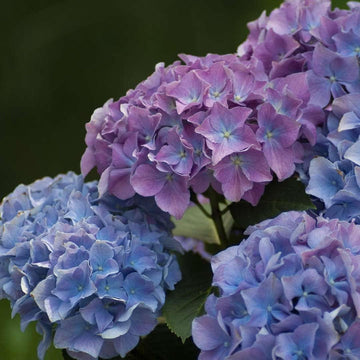 Blue Purple Hydrangea Flower Seeds for Planting â€“ NON GMO Seeds