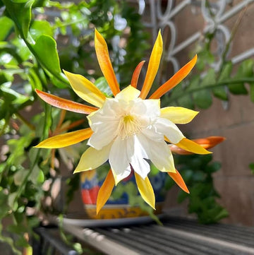 Heirloom Non-GMO Epiphyllum Anguligar Flower Seeds – Exotic Cactus Blooms for Garden Planting