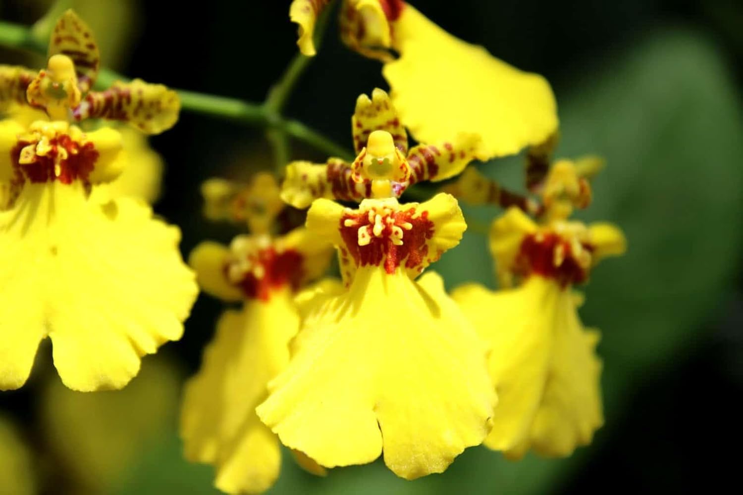 Oncidium Flower Seeds 100 pc for Planting 100 pcs - Flower for planting in home garden