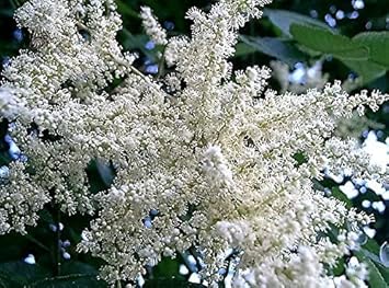White Sumac Flower Seeds for Planting - 100 pcs seeds for planting in home garden